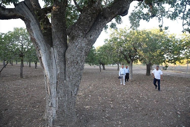 Şanlıurfa'da özenle bakılan fıstık ağaçları asırlardır meyve veriyor