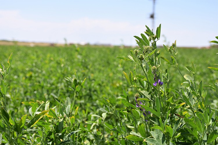 Tuz Gölü Havzası'nda yonca verimi üreticinin yüzünü güldürüyor