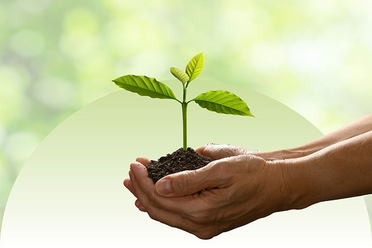 5 bin fidanı TEMA Vakfı aracılığıyla toprakla buluşturuyor