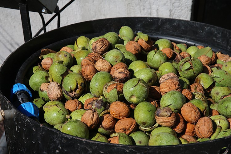 Niksar cevizinde 2 bin 500 ton rekolte bekleniyor