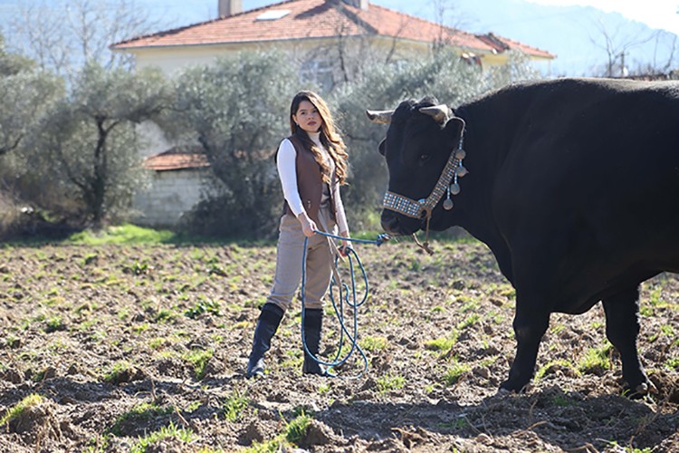 Boğaları güreşe hazırlıyor
