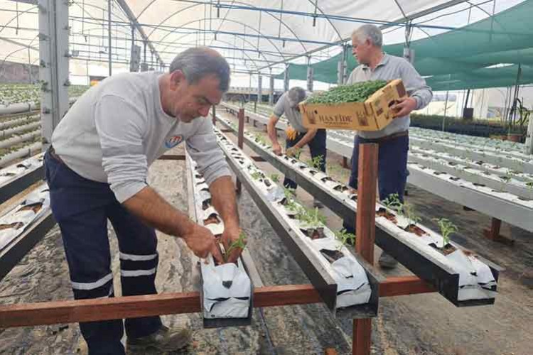Mezitli Belediyesi, topraksız tarım için adım attı