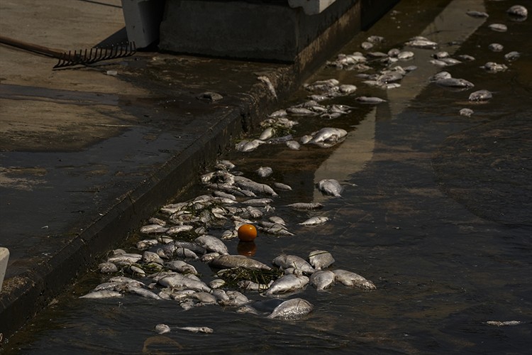 İzmir Körfezi'nde yeniden başlayan balık ölümleri sürüyor