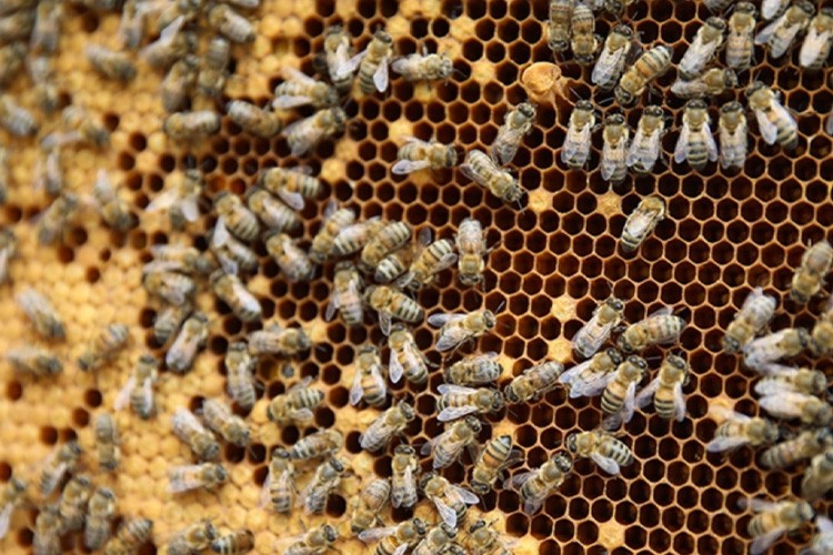 Türkiye Arıcılık Haritası güncellendi
