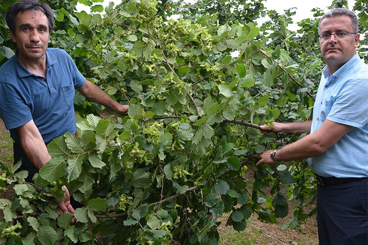Fındık tarımında sürdürülebilirlik için çözüm önerileri
