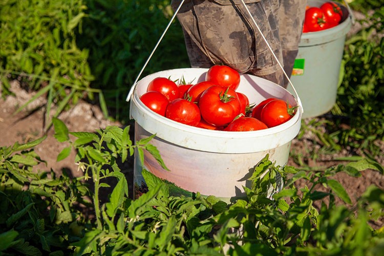 Çorum'da domates hasadı başladı