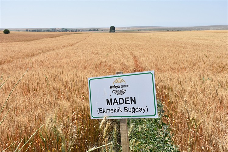 "Yerli ve Milli Buğday Çeşitleri Tanıtım Şenliği" yapıldı