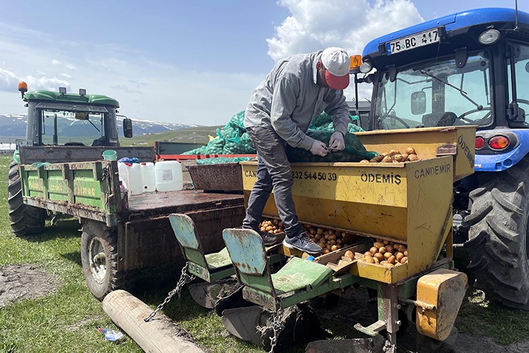 Ardahan'ın atıl arazilerinde desteklerle patates ve kavılca yetişecek