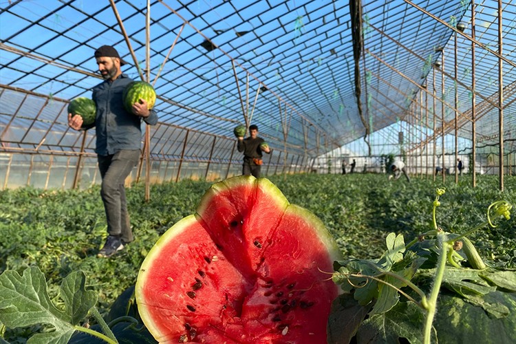 Sezonun ilk karpuzları tezgahlarda yerini aldı