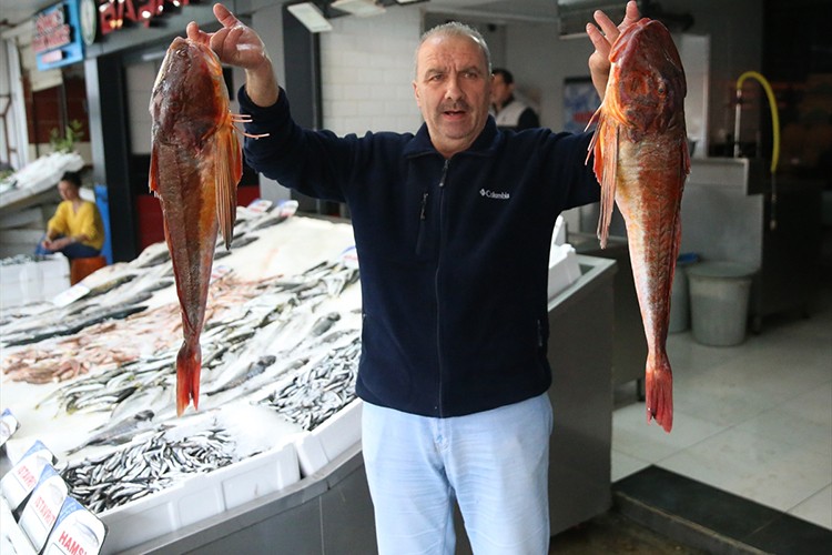 Ordu'da kırlangıç balığının ağlara takılması balıkçıları sevindiriyor