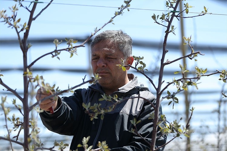 Zirai don, Niğde'deki elma üreticilerini üzdü