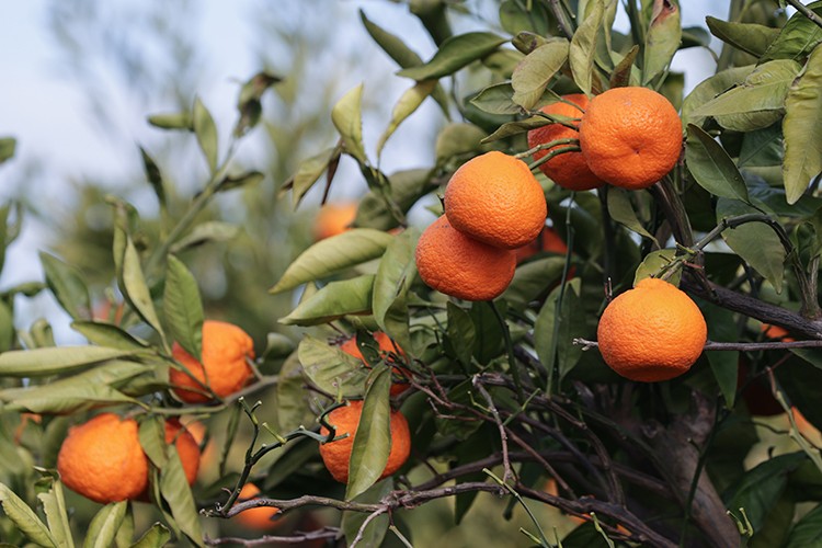 Türkiye'den 72 ülkeye mandalina ihracatı