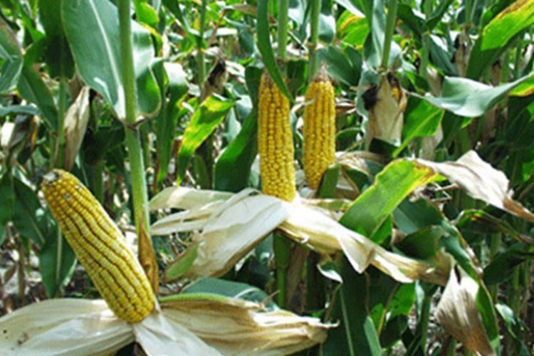 Mısırda sıcaklığa bağlı verim kaybı bekleniyor