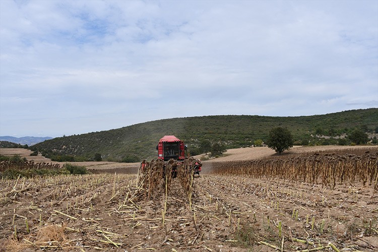 Bilecik'te ayçiçeği ekim alanı 30 bin dekar arttı