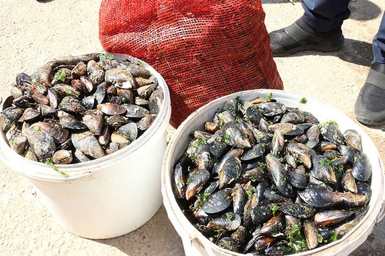 Kontrolsüz toplanan midye zehir saçıyor
