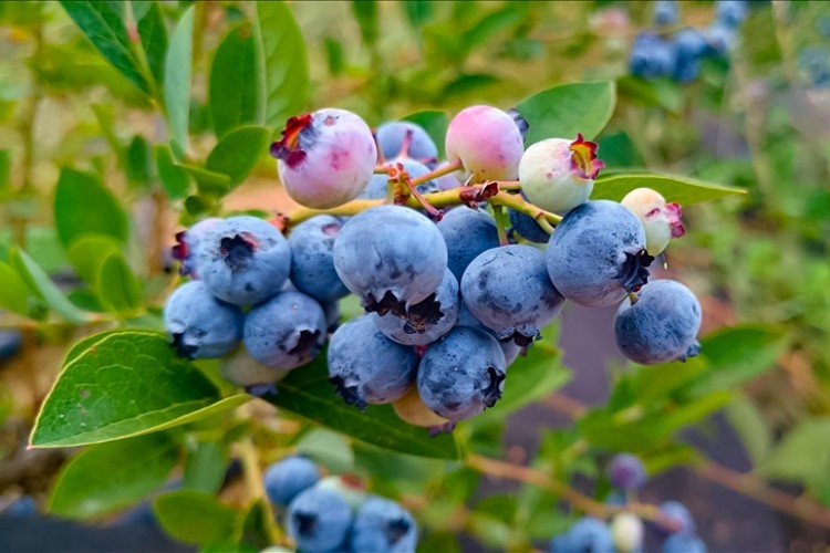 Bilecik'te atıl tarlalara 3 yıl önce dikilen yaban mersini meyvelerini vermeye başladı