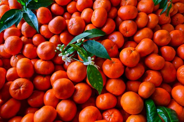 Narenciye ihracatını mandalina sırtladı