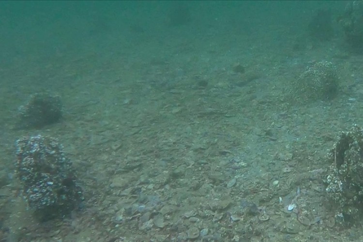 Erdek Körfezi'nde genç pinalara rastlandı