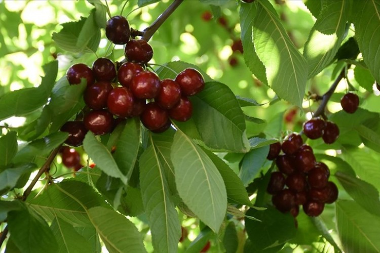 Malatya'da tescilli dalbastı kirazında hasat başladı