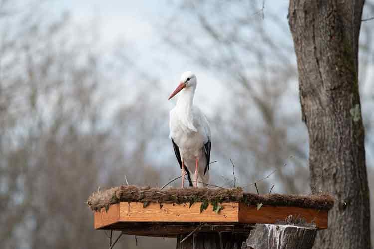 Göç yolculuğuna devam edemeyen leylekler için yuvalar kuruldu