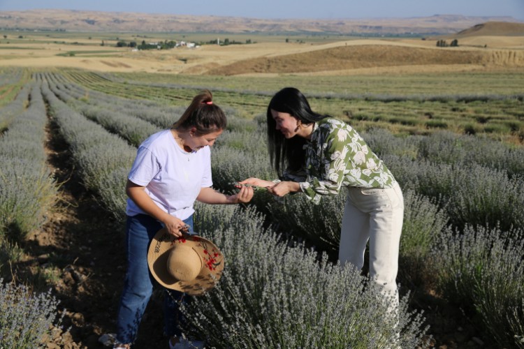 Kadın girişimci 18 yıl sonra döndüğü memleketinde lavanta bahçesi ve işleme tesisi kurdu