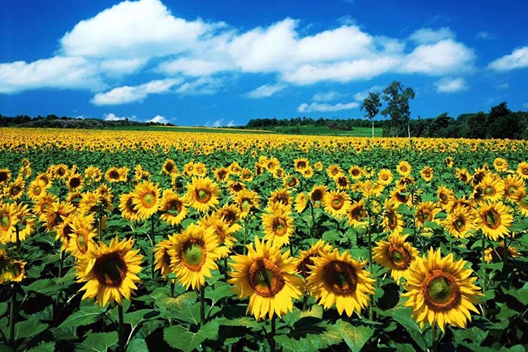 Ayçiçeğinde destek 150 kuruşa yükseldi