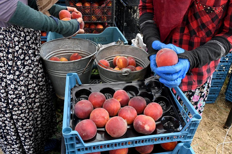 Kuşadası'nda İspanyol Şeftalisi'nin hasadına başlandı