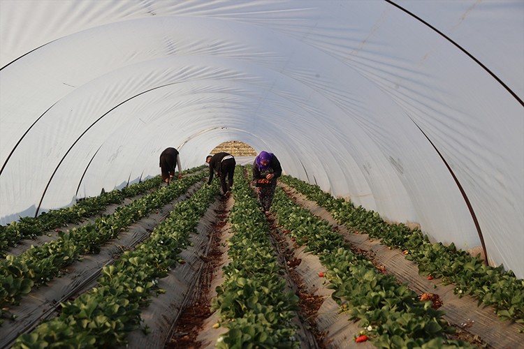 "Çilek yetişmez" denilen topraklarda üretimini 60 dekara çıkardı
