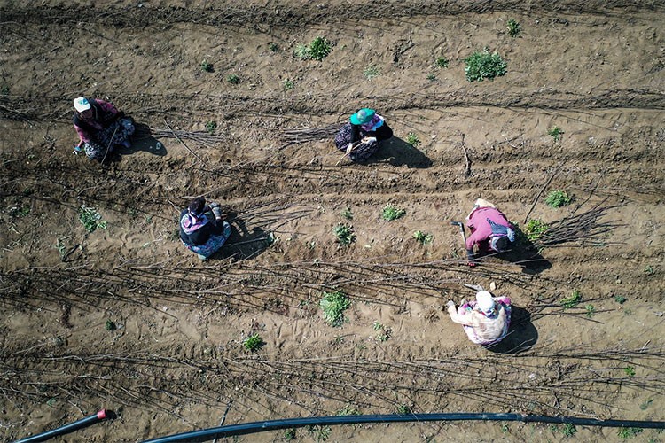 Bursa'da yılda 10 milyon anaç fidan üretiliyor