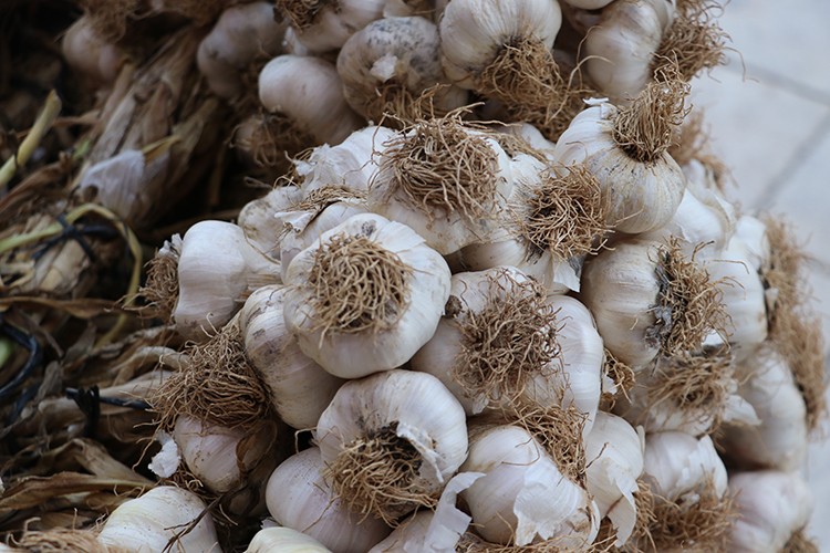 Sarımsakta düşük rekolte