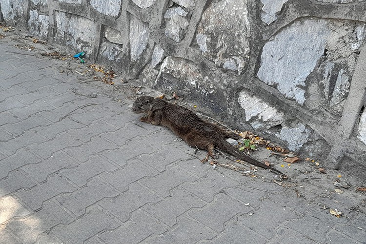 Yalova'da yaralı su samuru tedaviye alındı