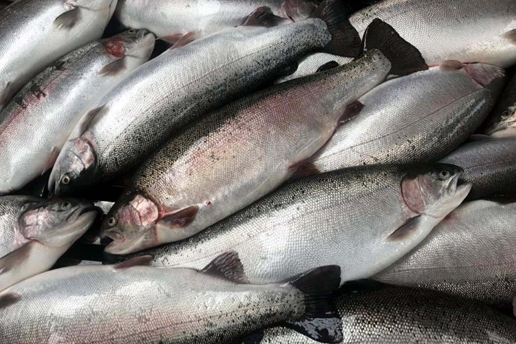 23,1 milyon dolarlık Türk somonu ihracatı