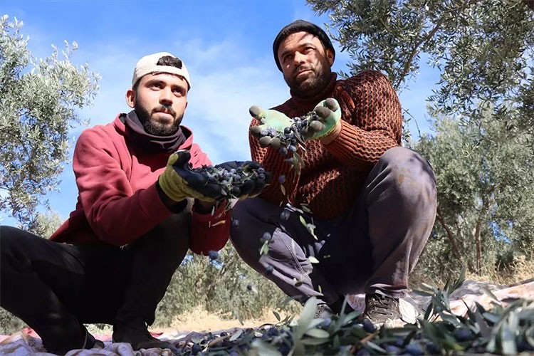 Şanlıurfa'da zeytin üretimi 15 kat artarak 3 milyona ulaştı