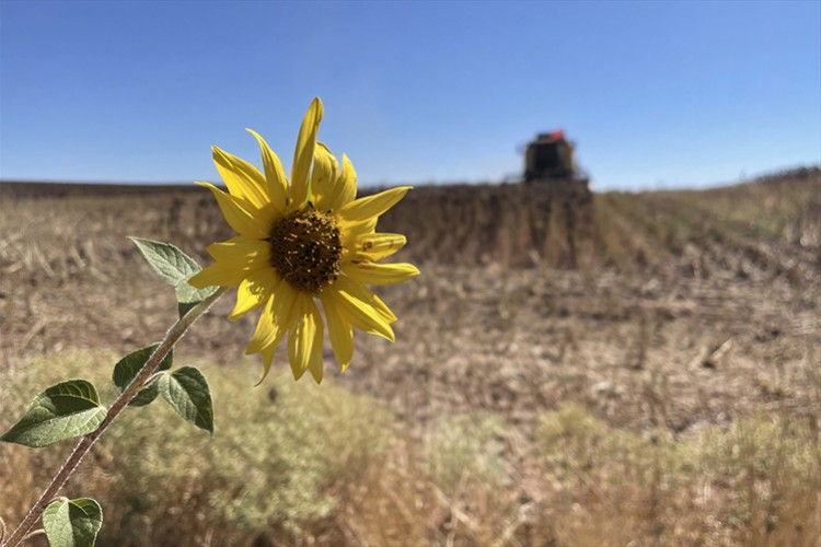 Ayçiçeği ekimine yönelen üreticiler verimden memnun