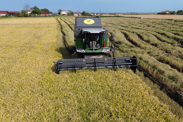 117 bin tonun üzerinde çeltik rekoltesi bekleniyor
