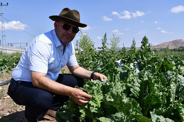 Şeker pancarı tohumu geliştirilme çalışmaları sürüyor