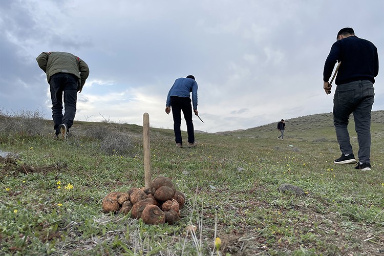 Elazığ'da köylüler kumi mantarı topluyor