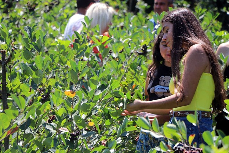 "Yalova aronyası" hasada hazırlanıyor
