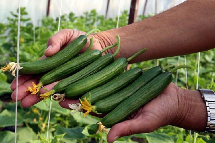 İzlandalı çiftçiler, TikTok yüzünden salatalık talebine yetişemiyor