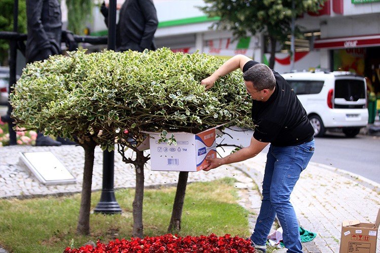 Süs bitkisine oğul veren arılar kutuya konularak uzaklaştırıldı