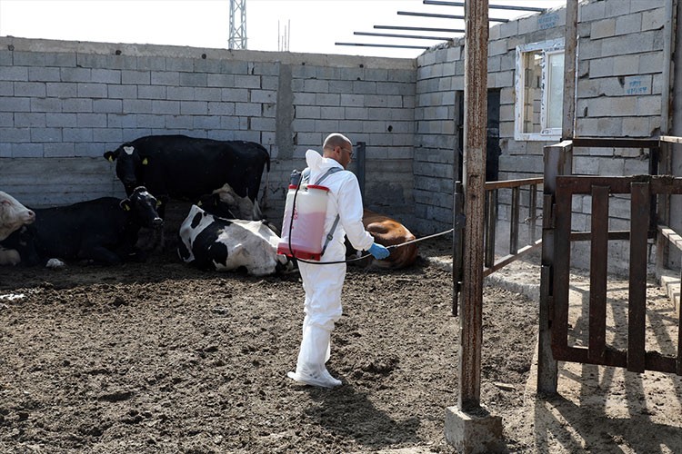 Şap hastalığıyla yapılan etkin mücadele üreticiyi mutlu etti