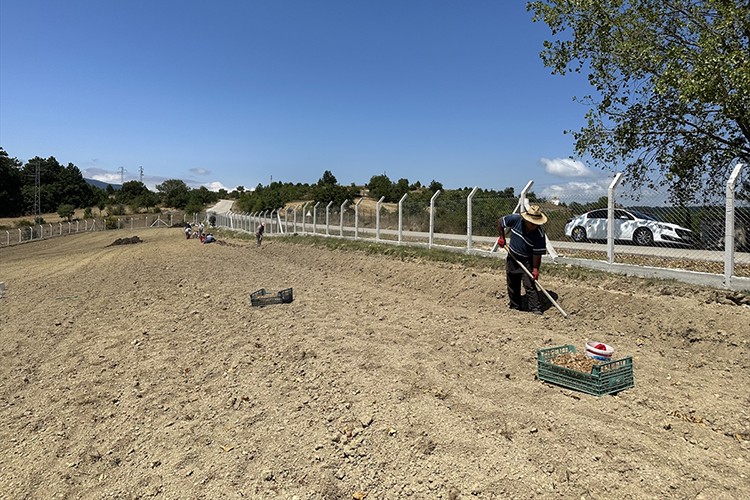 Karabük'te safran toprakla buluştu