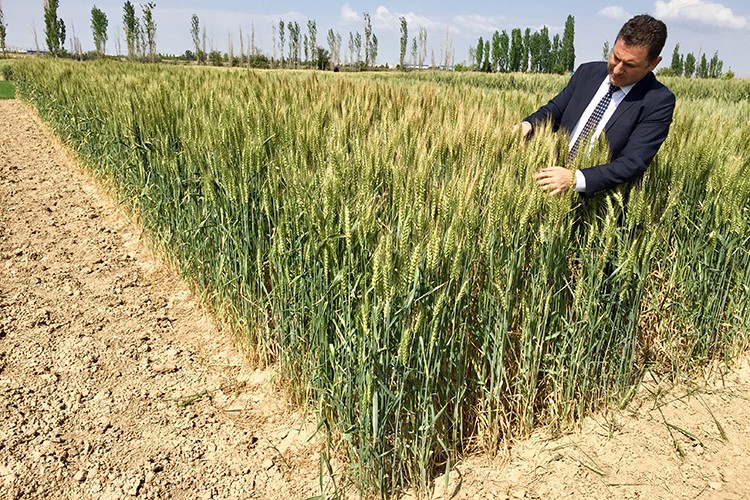Kuraklığa dayanıklı buğday