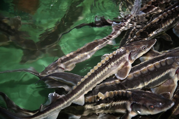 Mersin balığını korumak için 15 yıldır çalışıyorlar