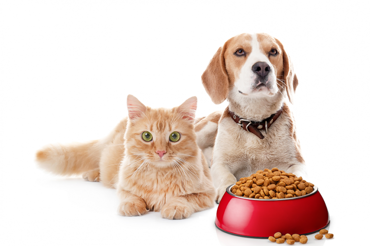 Evcil hayvan maması alınacak