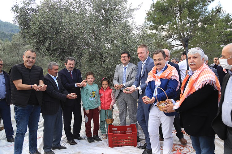 7. Milas Zeytin Hasat Şenliği Coşkuyla Geçti