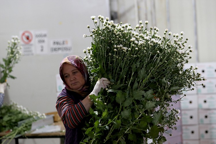 Antalya'da çiçek mezatlarında Öğretmenler Günü yoğunluğu