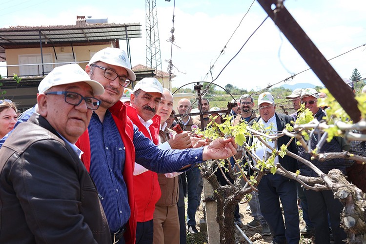Türk üzümü dünya sofralarına kalıntısız ulaşıyor