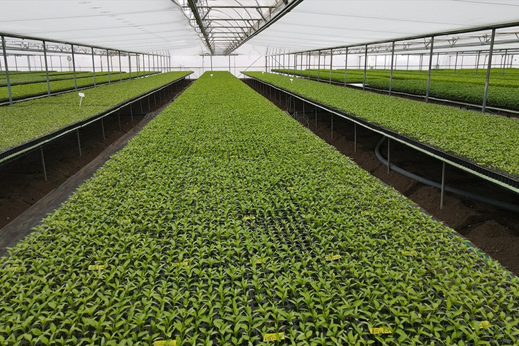 Sebze fidesi üretmeye başlayan çiftçi bölgenin tedarikçisi oldu