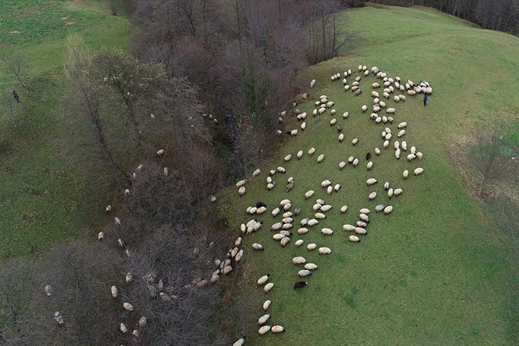 Trabzon'un dik yamaçlarındaki meralarda çobanların mesaisi sürüyor